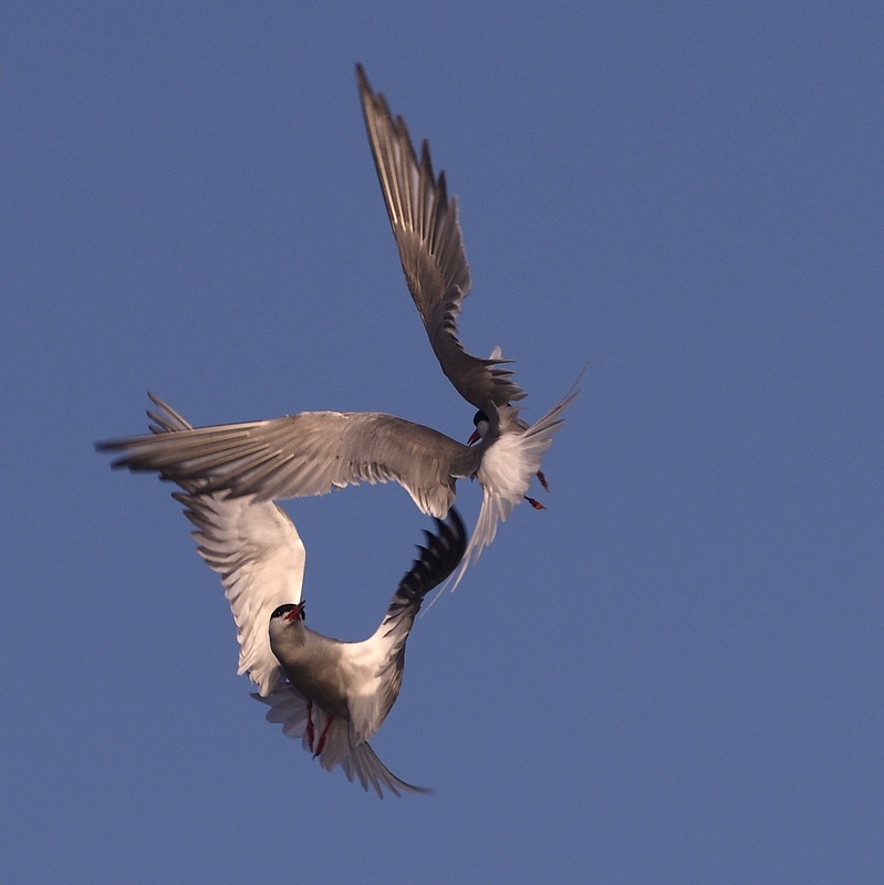 bataille en plein ciel